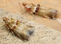 Acrobasis tumidana