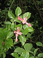 Cornus florida 'Rubra'