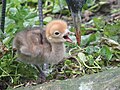 Chick with parent at Hellabrunn Zoo, Munich, Germany