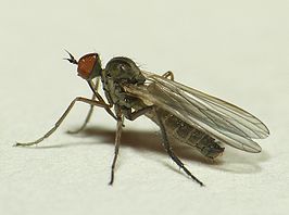 Empis nuntia