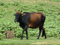 Weibliches Zebu in Sri Lanka