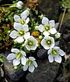 Gentianella saxosa