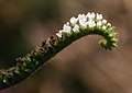 Heliotropium indicum