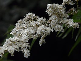 Wollige lijsterbesspirea