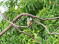 Senegalamarant Red-billed Firefinch female