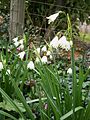 Leucojum aestivum