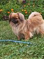 Ein Pekingese 2013