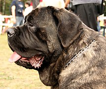 Brachycephalic skull