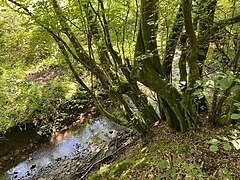 Unterlauf des Alemigsiefen Nähe Dürschbachtal