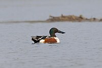 Northern_shoveler_12