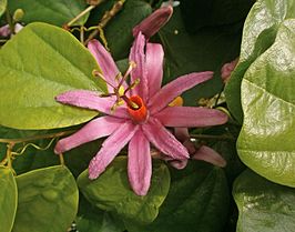 Passiflora tulae