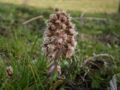 early flowering plant without leaves, Photo by Kristian Peters