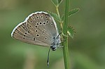 Heller Wiesenknopf-Ameisenbläuling