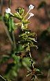 Plumbago zeylanica