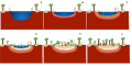 Pond Succession occurs through the following steps. A: Pond with emergent plant life B: First layer of sediment fills the bottom of the pond C: Emergent plant life moves from side of pond nearer to the middle, second layer of sediment is added to pond. D: Third layer of sediment is added, various plant life; both emergent and terrestrial plants are growing E: The fourth and final layer of sediment has filled the pond. There are very little emergent plants left, and the majority are terrestrial plants. Trees are starting to appear. F: Now trees start to grow in the swamp water,then it will eventually dry out, becoming either a grassland or forest.