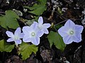 Ipomoea indica