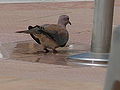 Palmtaube Laughing Dove