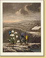 The Snowdrop. Robert John Thornton, The Temple of Flora (1797-1810)