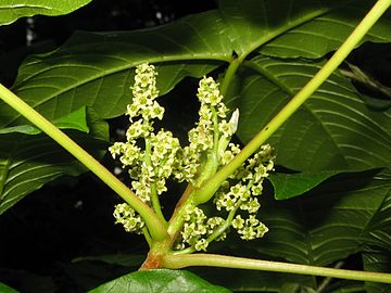 Female flowers