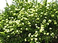 Viburnum macrocephalum