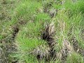 Water vole burrows