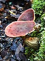 12 Boletus