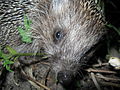 Oostelijke egel (Erinaceus roumanicus).