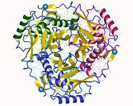 Modello tridimensionale dell'enzima