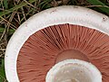 Dicht gedrängte Lamellen des Wiesen-Champignons (Agaricus campestris)