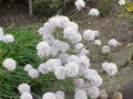 Armeria pseudarmeria