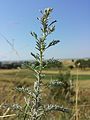 Der Pontisch-Wermut (Artemisia pontica) wächst gerne über Löss und ist in Österreich gefährdet.