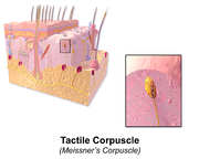 Meissner-Körperchen; d. h. reagieren auf Druckveränderungen, schnell adaptierende (RA) Mechanorezeptoren, nur durch Veränderung der Reizstärke aktiviert, Tastrezeptor