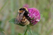 One of the Trust's projects is to save the rare great yellow bumblebee in Britain.[6]