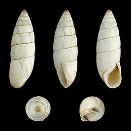 Brephulopsis cylindrica