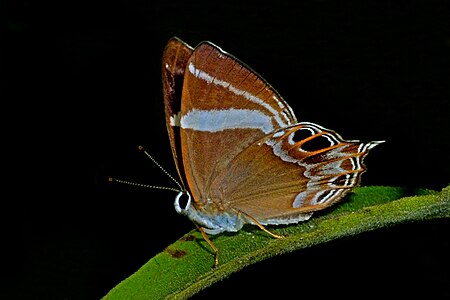 Ventral view