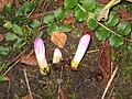 Colchicum speciosum buds