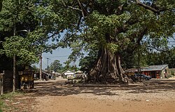 Kapok tree at the entrance of Diembéring