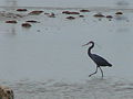 Küstenreiher Western Reef Heron