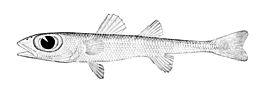 Epigonus occidentalis