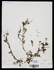 Herbarium