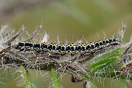 Raupe auf Echium vulgare