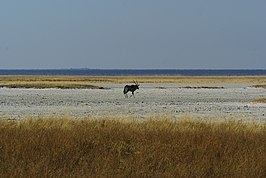 Gemsbok op Fisher's Pan, een van Etosha's oostelijke zoutpannen.