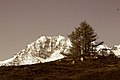 Fletschhorn 2020 mit Baum