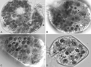 S. rassoulzadegani, einverleibt vier verschiedenen Algenspezies, die das Wachstum im Licht unterstützten. Pfeil: starre Zellwand der Algenzellen, Pfeilspitze: teilw. verdautes Algenzytoplasma.[14]