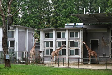 Giraffe enclosure