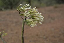 Kleinia odora