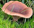 Lactarius.camphoratus