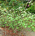 Lavatera assurgentiflora