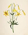 Lilium canadense