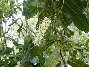 Macadamia Nut (Macadamia integrifolia)